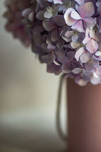 Close-up of pink flowering plant in vase