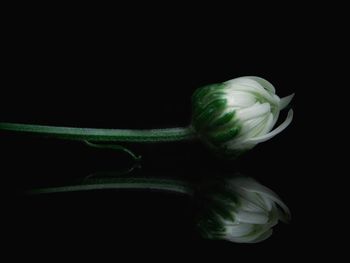 Close-up of white flower over black background