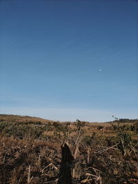 Scenic view of field against clear blue sky