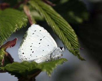 Close-up of butterfly on leaf