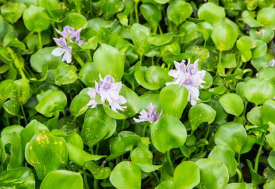 Close-up of purple flowering plants