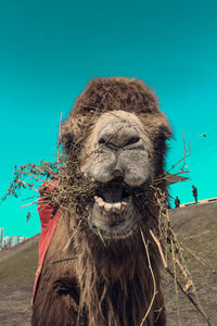 Close-up of a horse against blue sky