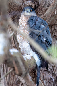 Close-up of cooper's hawk perching on a tree