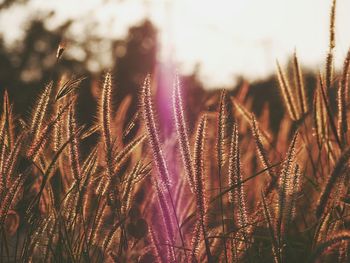 Close-up of plants on field