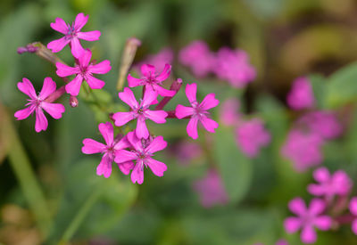 Close-up of pink flowering plants in park