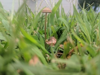 Close-up of snail on grass