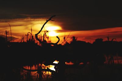 Silhouette plants against romantic sky at sunset