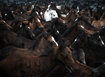 Full frame shot of horses