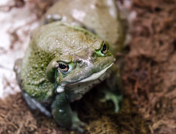 Close-up of frog