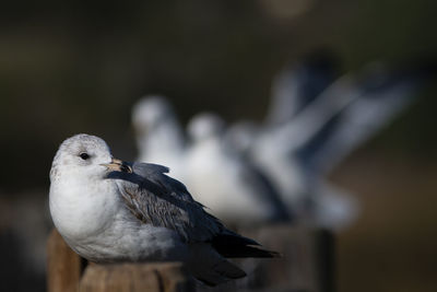 Close-up of seagull