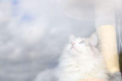 Close-up of cat looking away