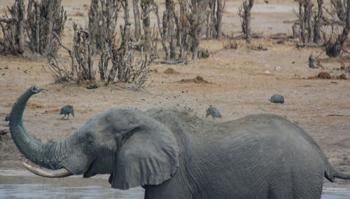 Elephant in the savanna of in zimbabwe, south africa