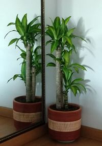 Close-up of potted plant on table at home