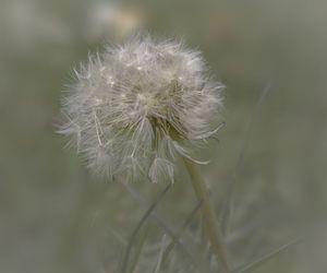 Close-up of dandelion