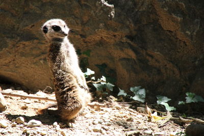 Meerkat against rock in forest