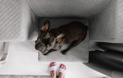 Portrait of dog relaxing on sofa at home