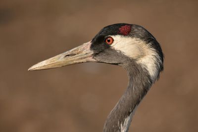 Close-up of bird against blurred background