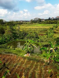 Scenic view of field against sky