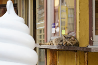 Cat sleeping in window