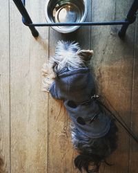 High angle view of dog on wooden floor