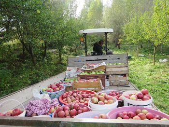 View of fruits and vegetables in park