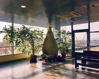 Potted plants on table by window