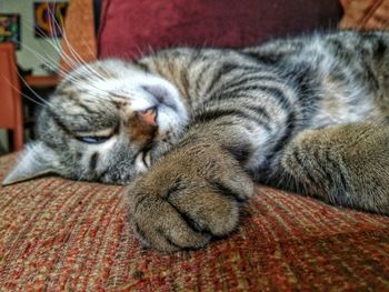 Close-up of cat sleeping