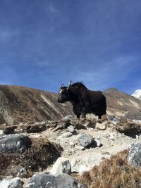 Cow on rock against sky