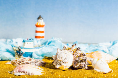 Close-up of seashell on beach