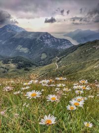 Scenic view of flowering field and mountains against sky