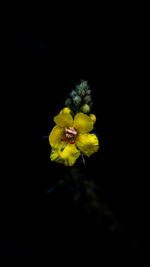 Close-up of yellow flowering plant against black background