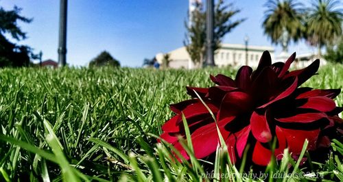 Close-up of red flowers blooming in field