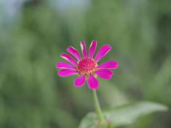 Close-up of pink flower