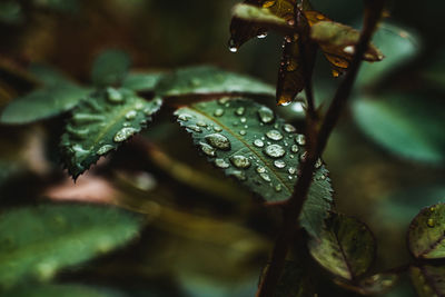 Close-up of wet plant leaves during rainy season