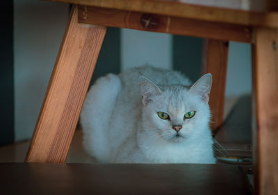 Portrait of cat on table