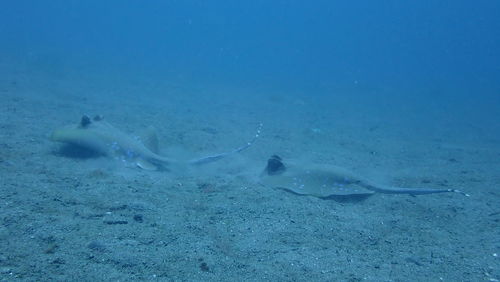 View of fish swimming in sea