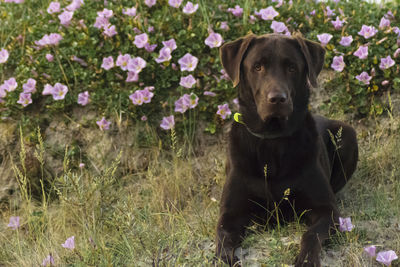 Portrait of dog sitting on field