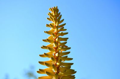 Low angle view of plant against clear blue sky