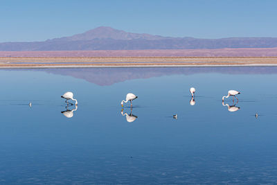 Birds flying over lake against sky