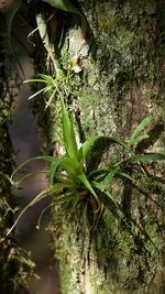 Plants growing on a tree