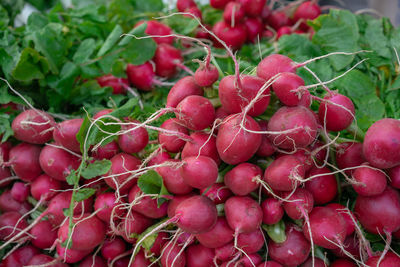 Radish for sale at a farmers market.