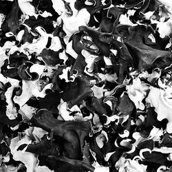 Full frame shot of leaves