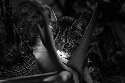 Close-up portrait of a cat resting