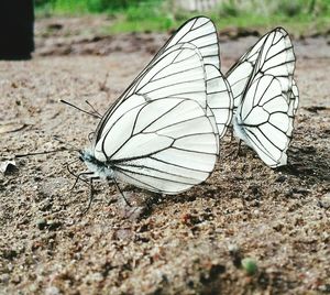 Close-up of butterfly