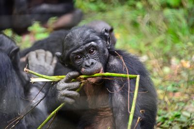 Portrait of a monkey