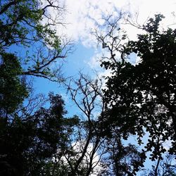 Low angle view of trees against sky