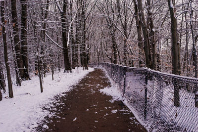 Snow covered trees against sky