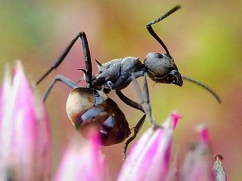 Close-up of insect