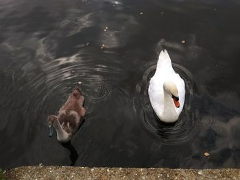 High angle view of swans swimming in lake