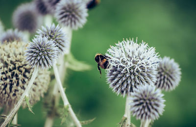 Close-up of bee pollinating on flower